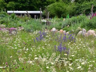 Blühender Naturgarten