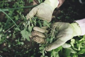 Hände in Handschuhen die ausgezupfte Kräuter über einem Kräuterbeet halten.