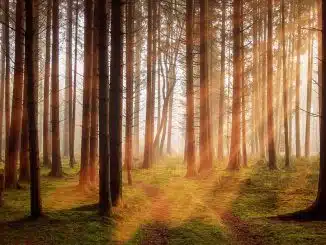 Waldsterben: Bäume im Wald durch die, die Sonne scheint.