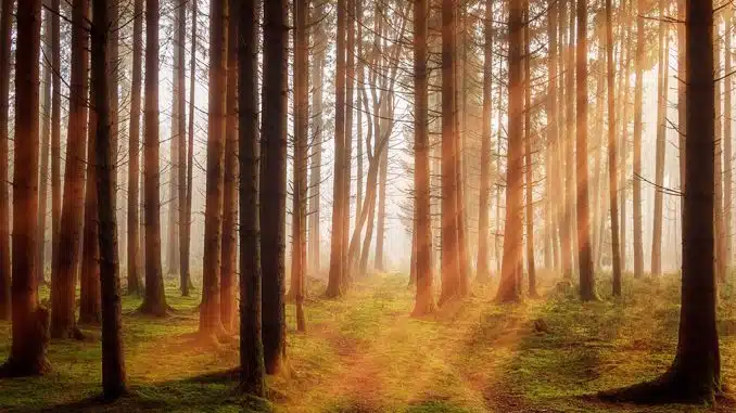 Waldsterben: Bäume im Wald durch die, die Sonne scheint.