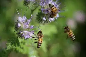 Lilablumen mit Bienen.