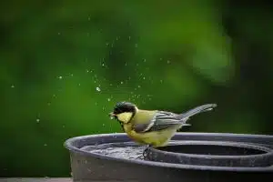 Meise an einer Wasserstelle.