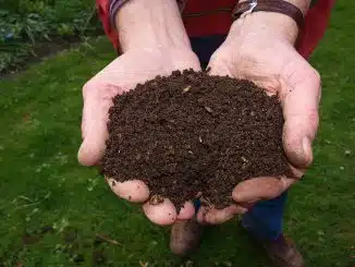 Mehr Biodiversität auf dem Campingplatz. Hand hält Erde.