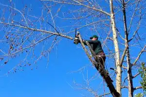 Baum wird mit Kettensäge zurückgeschnitten in der Höhe.