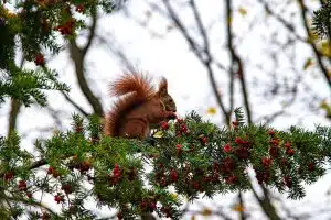 Eichhörnchen auf einer Ast einer Eibe.