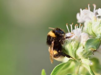 Biene auf einer Blume