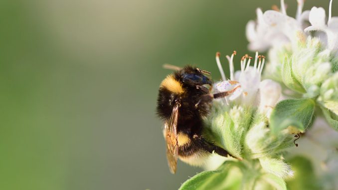 Biene auf einer Blume